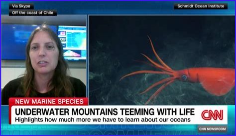 Unveiling The World's Dimmest: Discoveries In Animal Intelligence